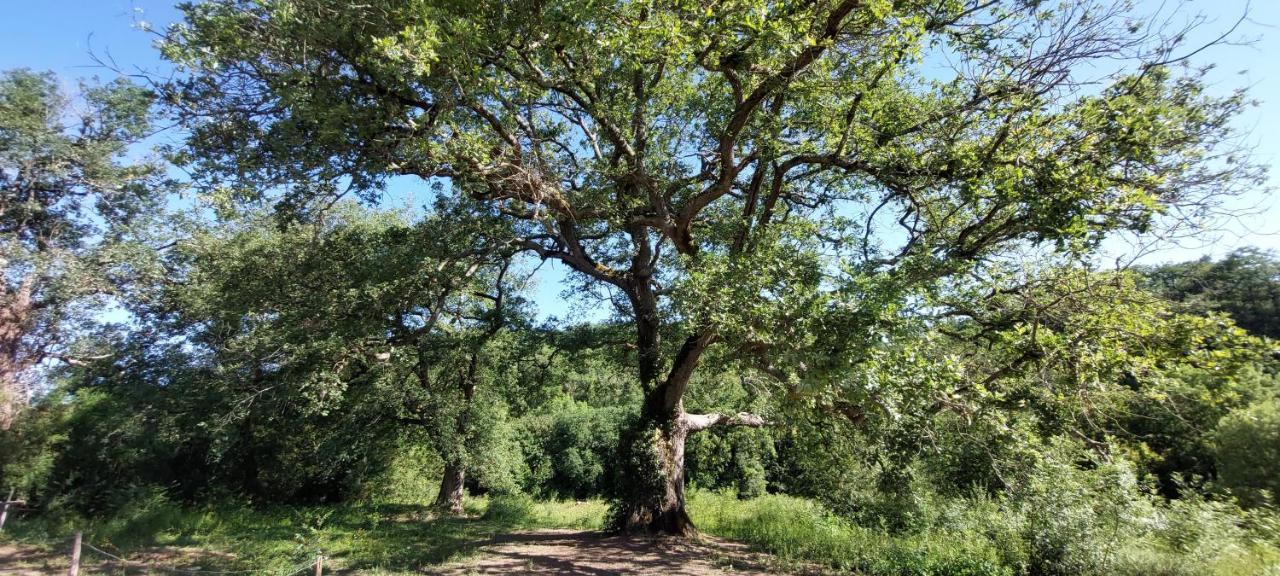 Les Gites De Campardon Monties Exteriér fotografie